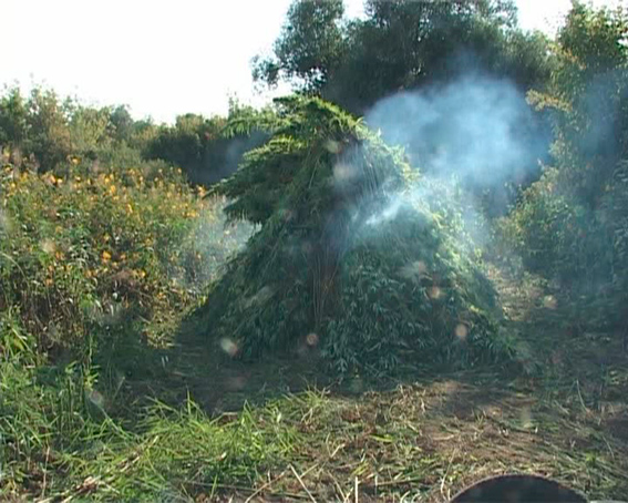 На Луганщине правоохранители обнаружили кусты конопли высотой около 3-х метров 